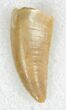 Large, Serrated Raptor Tooth From Morocco - #22983-1